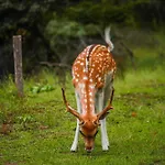 Hotel La Rosa Amsterdam 4*