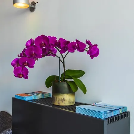 La Rosa Amsterdam 4* 잔드보르트