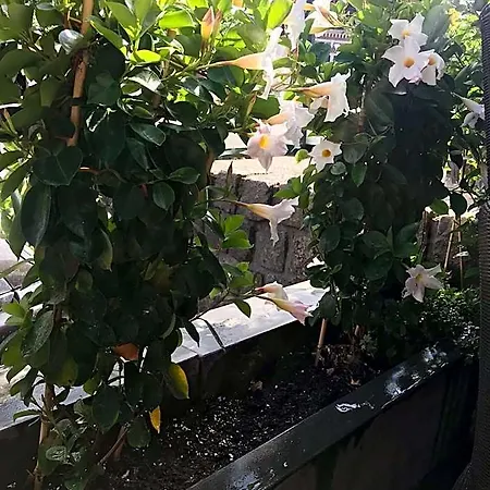 La Rosa Amsterdam 4*