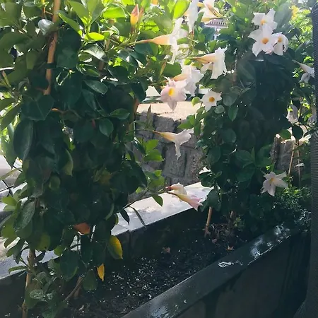 La Rosa Amsterdam 4* 잔드보르트