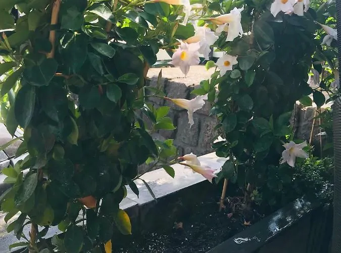 La Rosa Amsterdam 4* Зандфорт